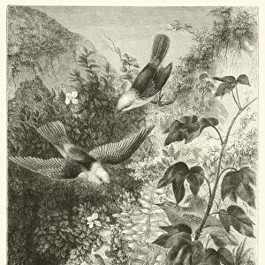 Archipel des Galapagos, Oiseaux, Pyrocephalus nanus (en haut), Tenagra Darwin (ailes deployees)... (engraving)