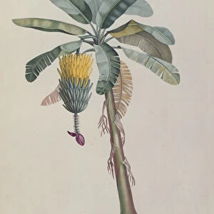 The Banana Tree, from Flore des Antilles by Francois Richard de Tussac