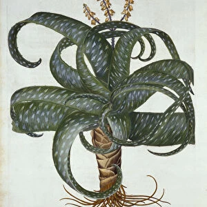 Barbados Aloe, from Hortus Eystettensis, by Basil Besler (1561-1629) pub. 1613