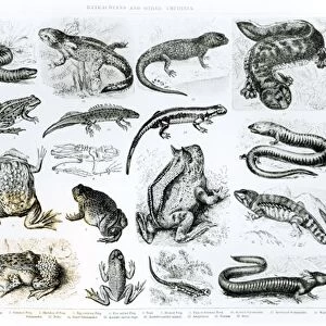 Batrachians and other Amphibia (litho) (b / w photo)