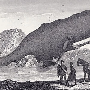 A Beached Sperm Whale (etching)