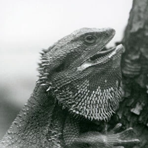 A Bearded Lizard with its mouth open, holding on to a branch, London Zoo