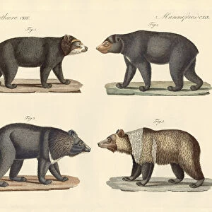 Several bears found (coloured engraving)