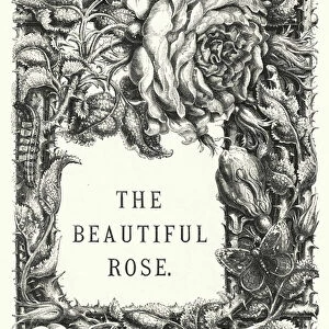 The Beautiful Rose (engraving)