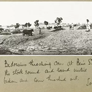 Bedouins threshing corn at Beni Saleh, July 1917 (b / w photo)