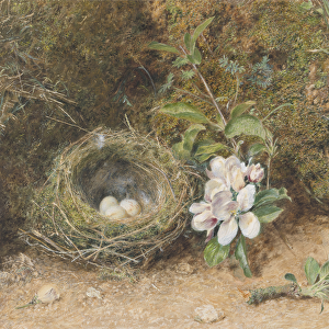 Birds Nest with Sprays of Apple Blossoms, c. 1845-50 (bodycolour and w / c with chalk