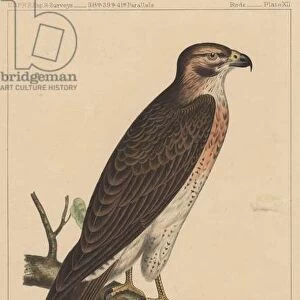 Birds, Plate XII, 1855 (colour litho)