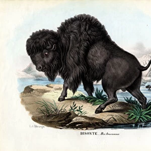 Bison, 1863-79 (colour litho)