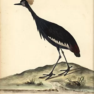 Black crowned crane, Balearica pavonina. (Ardea pavonina). Vulnerable. Handcoloured copperplate engraving of an illustration by William Hayes and his child C from Portraits of Rare and Curious Birds from the Menagery of Osterly Park (London: Bulmer)