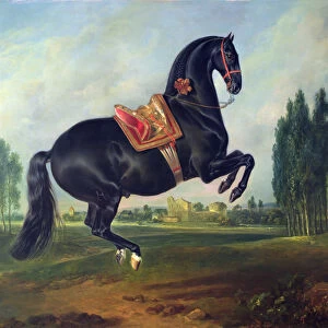 A black horse performing the Courbette (oil on canvas) (for detail see 264709)