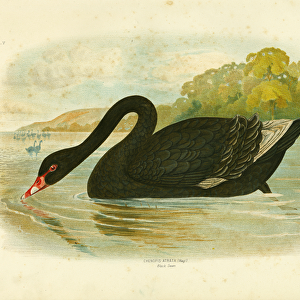 Black Swan, 1891 (colour litho)