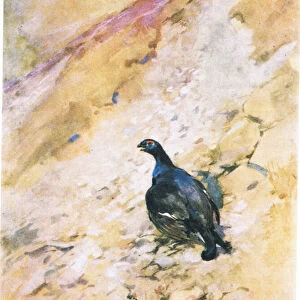 The Blackcock has enjoyed his bath greatly, fluffing out his feathers and flapping his wings (colour litho)