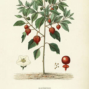 Bladder cherry or Chinese lantern, Physalis alkekengi, Alkekenge