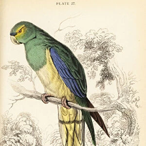 Blue-winged parrot, Neophema chrysostoma