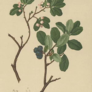Bog Bilberry (Vaccinium uliginosum) (colour litho)