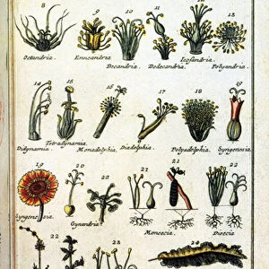 Botanical board: Classification of plants by Carl von LINNE (1707-1778)