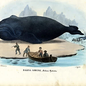 Bowhead Whale, 1863-79 (colour litho)