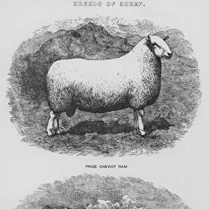 Breeds of sheep (litho)