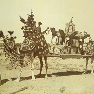 Bridal Palanquin, Cairo, Egypt, c. 1878 (b / w photo)