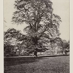 British Trees: English Elm, Helmingham, Suffolk (b / w photo)