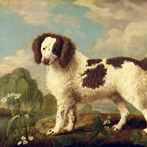 Brown and White Norfolk or Water Spaniel, 1778 (oil on panel)