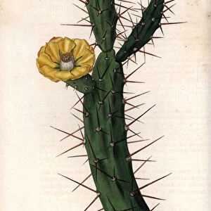 Cactus articule, variete of prickly fig tree - Plate engraved by S. Watts, from an illustration by Sarah Anne Drake (1803-1857), from the Botanical Register of Sydenham Edwards (1768-1819), England, 1833 - Tiger pear or orange-coloured Indian fig