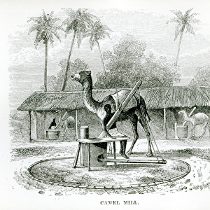 Camel Mill, from Travels in Africa by J. F Elton, 1879 (engraving) (b / w photo)