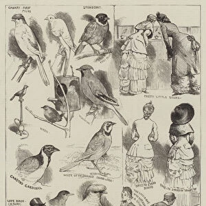 The Canary and Cage-Bird Show at the Crystal Palace (engraving)