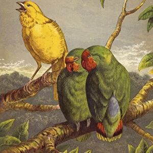 Canary and Love Birds (colour litho)