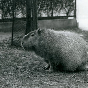 A Capybara sitting in its enclosure at London Zoo in June 1927 (b / w photo)
