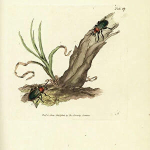 Carabus nitens beetle. Handcoloured copperplate engraving by James Sowerby from The British Miscellany, or Coloured figures of new, rare, or little known animal subjects