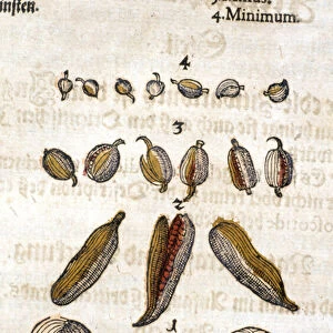 The cardamom. Engraving - in "Kreutterbuch Dess Hochgelehrten unnd