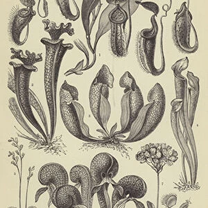 Carnivorous plants (engraving)