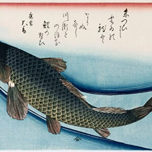 Carp, from the series Collection of Fish (woodblock print)