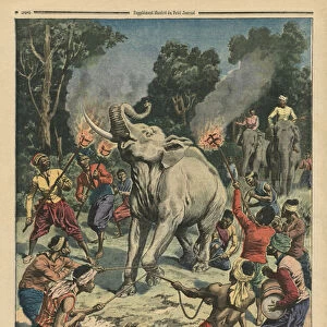 Catching a white elephant in Siam, illustration from Le Petit Journal