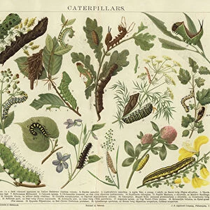 Caterpillars (colour litho)