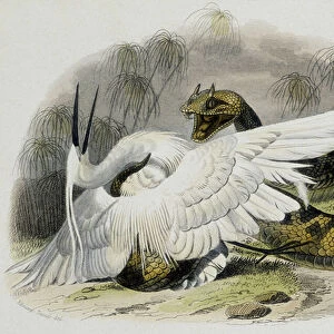 Ceraste (snake of the viper family) beating a bird. 19th century engraving from