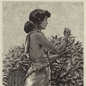 The Ceylon Tea Industry, Tamul Girl plucking a Tea Bush (engraving)