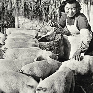Chinese pig farm, Shanghai, 1959 (b / w photo)