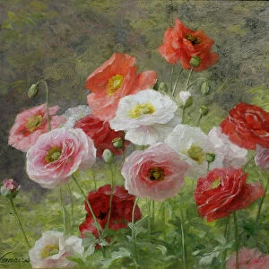 Cluster of Poppies, 1884 (oil on canvas)