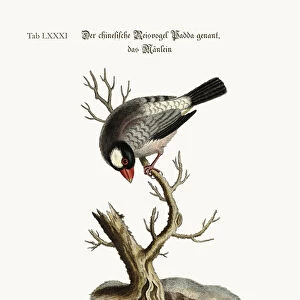 The Cock Padda or Rice-Bird, 1749-73 (coloured engraving)