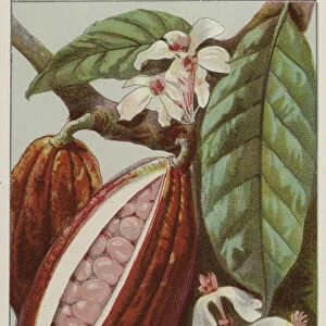 Cocoa flowers and pods, showing inside of a pod (chromolitho)