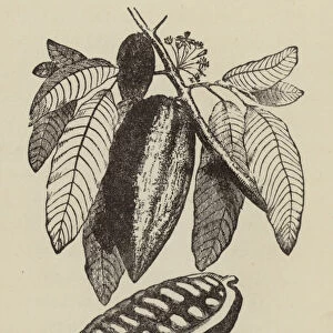 Cocoa pod, leaves and flower (engraving)