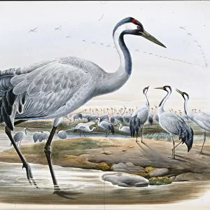 Common Crane (Grus Cinerea0 (hand-coloured litho)