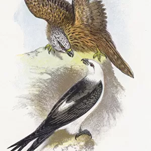 The Common Kite, The Swallow-tailed Kite (chromolitho)