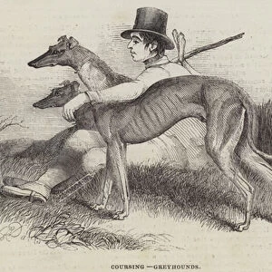 Coursing, Greyhounds (engraving)