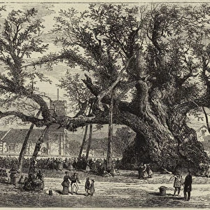 The Cowthorpe Oak (engraving)