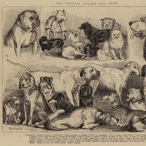 The Crystal Palace Dog Show (engraving)