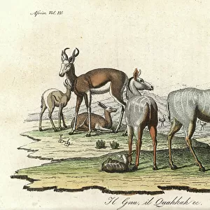 Cuviers Gazelle