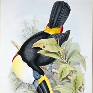 Cuviers Toucan (Ramphastos Cuvieri) (hand-coloured litho)